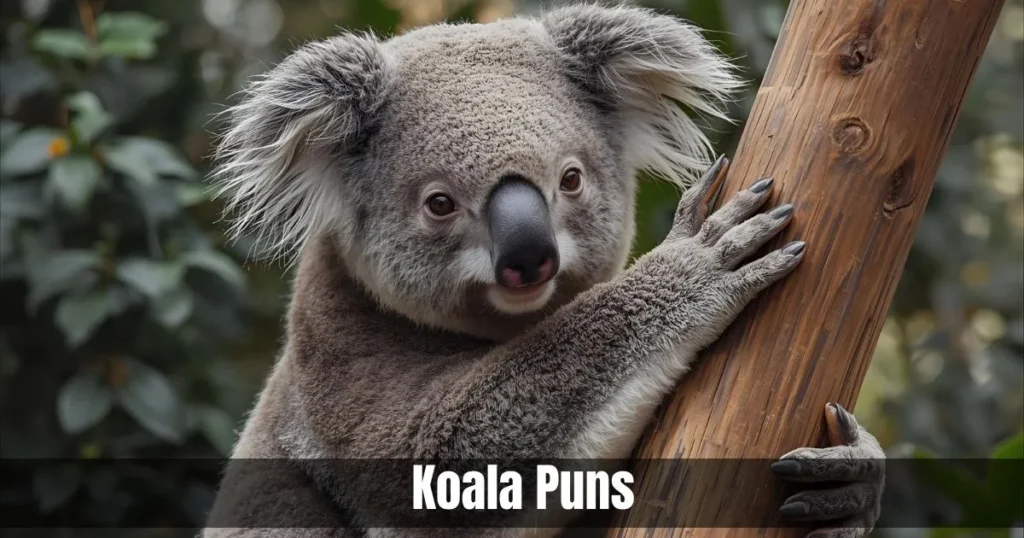 Koala Puns