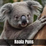 Koala Puns