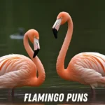 Flamingo Puns